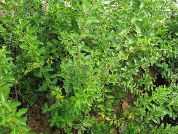 枸杞叶的种植妙招，让你家阳台变绿洲