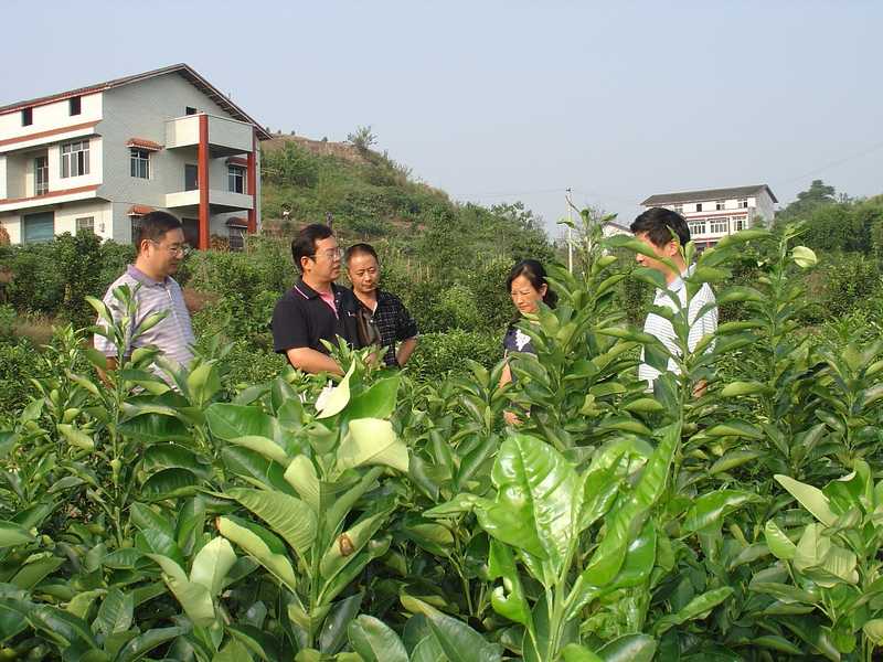 柑橘种得好,技术不能少,这些网上找来的实用招数你试过没?-第1张图片-正海烽科技 - 领先的只能推广行业,智能制造解决方案提供商 柑橘种得好,技术不能少,这些网上找来的实用招数你试过没?-第1张图片-正海烽科技 - 领先的只能推广行业,智能制造解决方案提供商