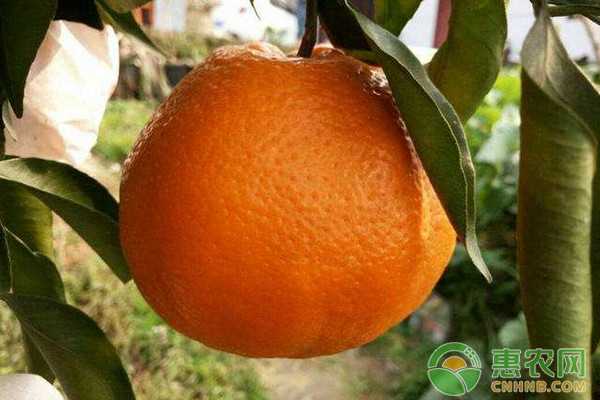 柑橘种得好,技术不能少,这些网上找来的实用招数你试过没?-第2张图片-正海烽科技 - 领先的只能推广行业,智能制造解决方案提供商 柑橘种得好,技术不能少,这些网上找来的实用招数你试过没?-第2张图片-正海烽科技 - 领先的只能推广行业,智能制造解决方案提供商