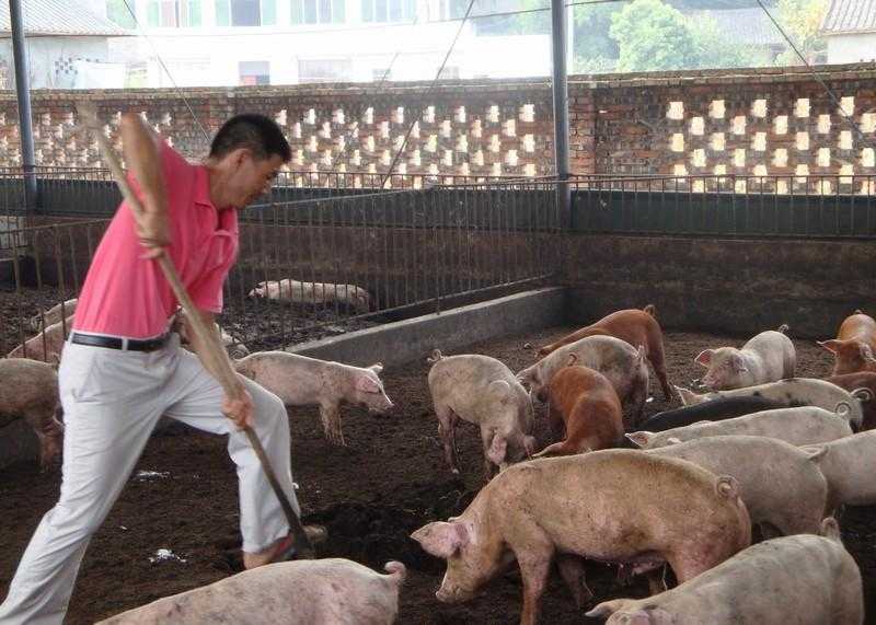 标准化养猪技术全解析，养猪户必看秘籍