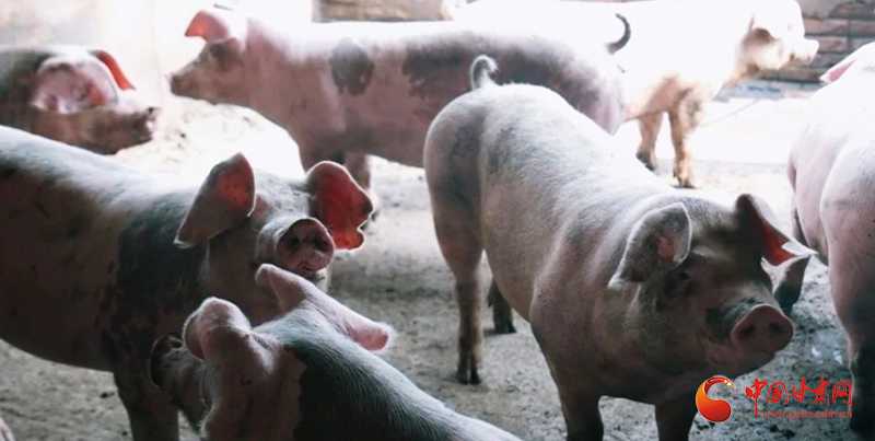 标准化养猪技术全解析，养猪户必看秘籍