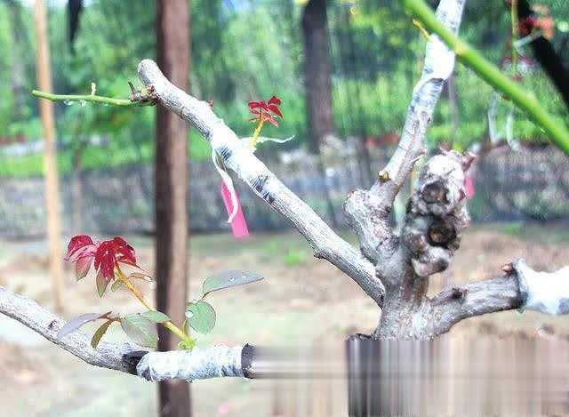 树状月季芽接全攻略：从砧木选择到花开满枝