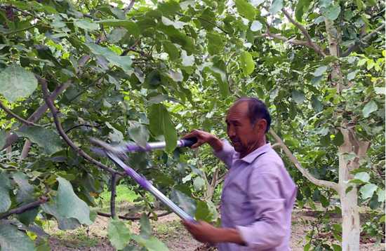 核桃树四季施肥全攻略，让核桃仁饱满产量高