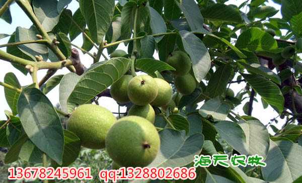 核桃栽培的那些门道与最新技术-第1张图片-正海烽科技 - 领先的只能推广行业，智能制造解决方案提供商