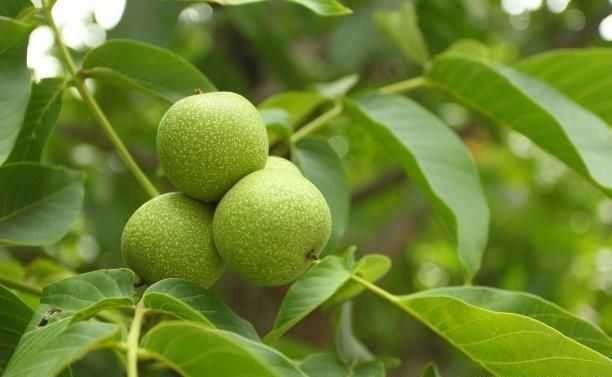 核桃栽培的那些门道与最新技术-第2张图片-正海烽科技 - 领先的只能推广行业，智能制造解决方案提供商