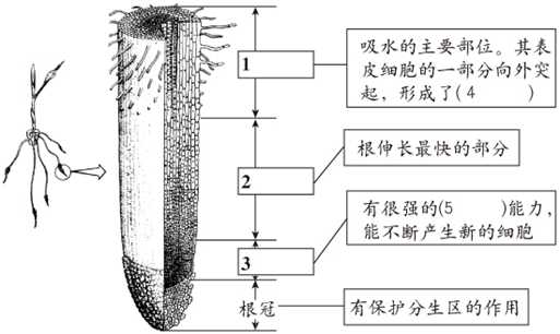 根尖片分角线技术,你搞明白了没?-第1张图片-正海烽科技 - 领先的只能推广行业,智能制造解决方案提供商 根尖片分角线技术,你搞明白了没?-第1张图片-正海烽科技 - 领先的只能推广行业,智能制造解决方案提供商