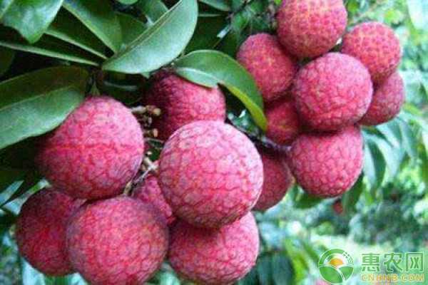 桂味荔枝种植的那些门道，老果农手把手教你几招