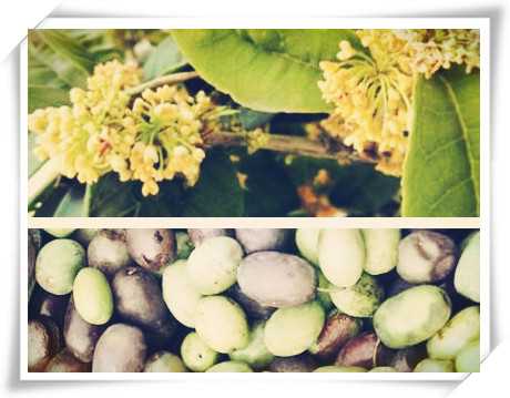 桂花种子繁殖技术全攻略：从采收到育苗，手把手教你破解难题-第1张图片-正海烽科技 - 领先的只能推广行业，智能制造解决方案提供商