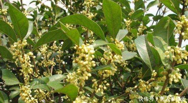 桂花种子繁殖技术全攻略：从采收到育苗，手把手教你破解难题-第2张图片-正海烽科技 - 领先的只能推广行业，智能制造解决方案提供商