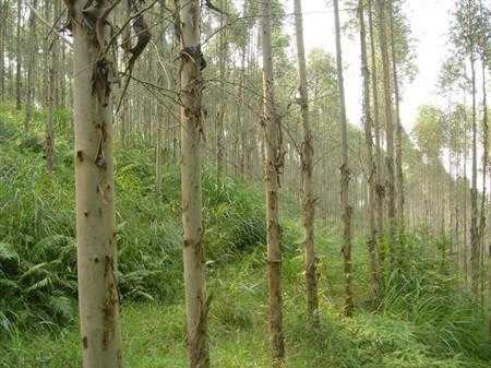 桉树要种好,功夫不能少:从选苗到成林的手把手实战指南 桉树要种好,功夫不能少:从选苗到成林的手把手实战指南