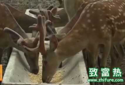 梅花鹿养殖那点事儿：从入门到精通的视频教程指南