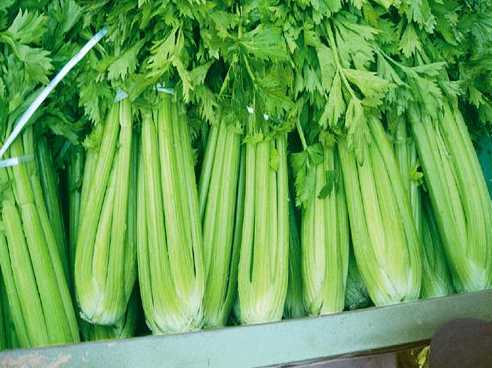 棚内乾坤手中握 西芹青翠收益多 棚内乾坤手中握 西芹青翠收益多