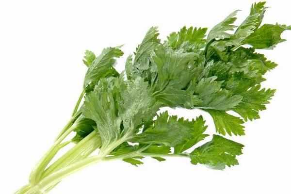 棚内乾坤手中握 西芹青翠收益多 棚内乾坤手中握 西芹青翠收益多