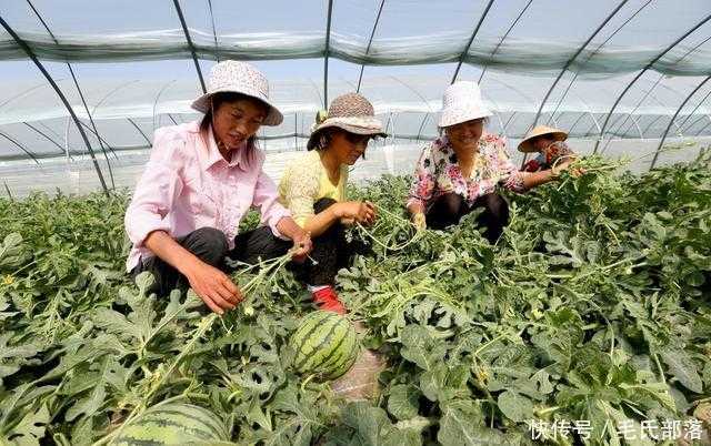 棚里种瓜有门道 视频学习招招妙