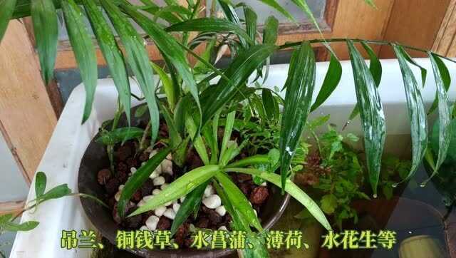椰子盆栽养护全攻略：让你的小椰树在家中也生机勃勃