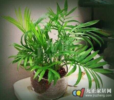 椰子盆栽养护全攻略：让你的小椰树在家中也生机勃勃