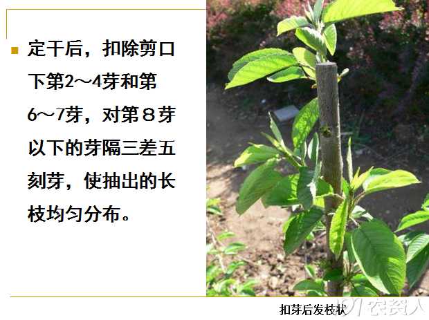 樱桃剪枝那些事儿,老把式手把手教你咋下剪子 樱桃剪枝那些事儿,老把式手把手教你咋下剪子