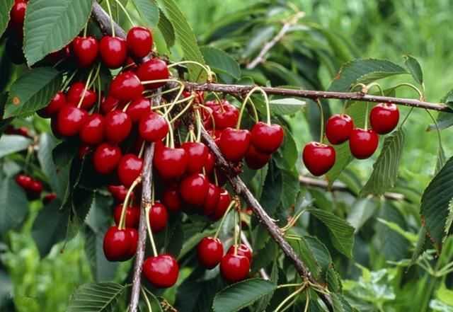 樱桃种植的实用技术与科学管理指南-第1张图片-正海烽科技 - 领先的只能推广行业,智能制造解决方案提供商 樱桃种植的实用技术与科学管理指南-第1张图片-正海烽科技 - 领先的只能推广行业,智能制造解决方案提供商