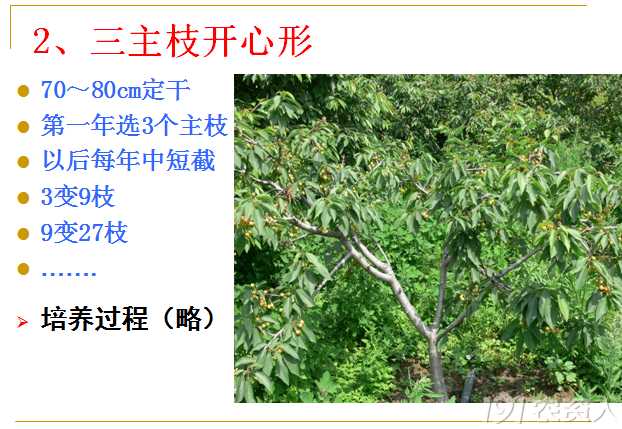 樱桃剪枝那些事儿,老把式手把手教你咋下剪子 樱桃剪枝那些事儿,老把式手把手教你咋下剪子
