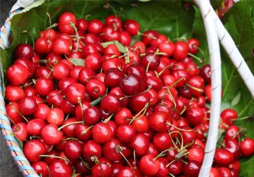 樱桃种植的实用技术与科学管理指南-第2张图片-正海烽科技 - 领先的只能推广行业,智能制造解决方案提供商 樱桃种植的实用技术与科学管理指南-第2张图片-正海烽科技 - 领先的只能推广行业,智能制造解决方案提供商