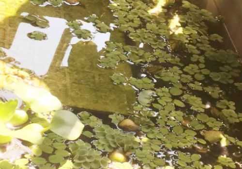 水下立体公寓,水产套养让你鱼塘变金库 水下立体公寓,水产套养让你鱼塘变金库