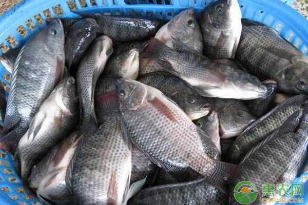 水下立体公寓,水产套养让你鱼塘变金库 水下立体公寓,水产套养让你鱼塘变金库