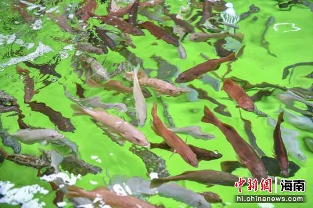 水中玫瑰养成记：东星斑养殖的窍门与学问