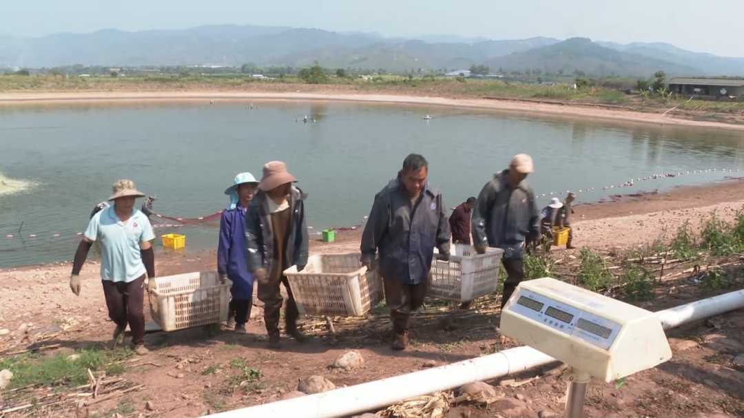 水产标准化养殖，从“靠经验”到“靠标准”的华丽转身