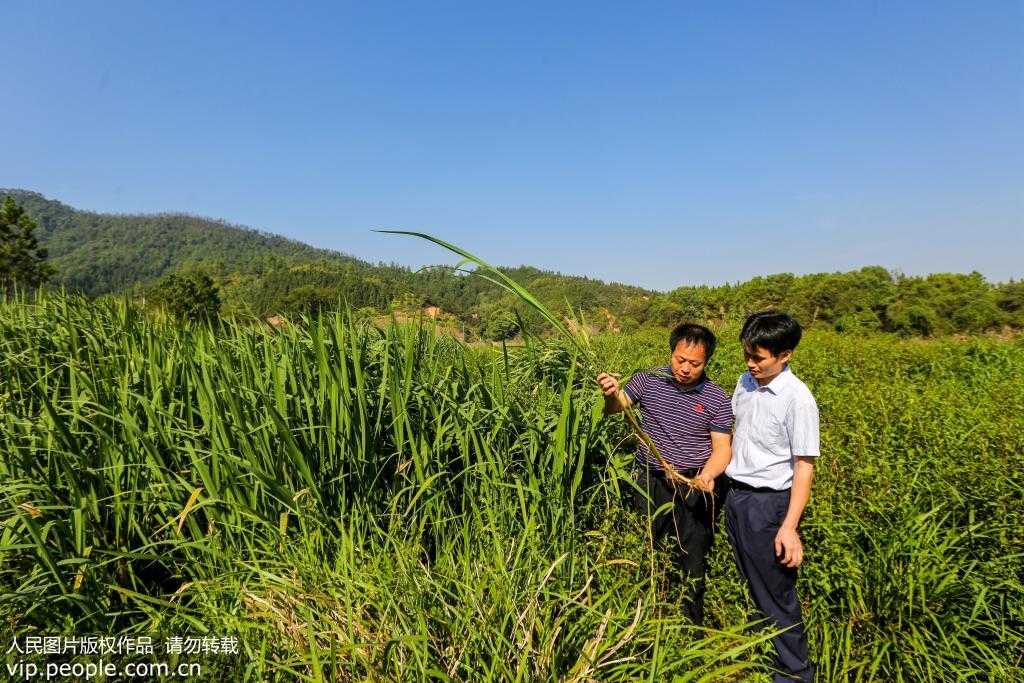 水底森林的秘密：水生植物如何成为天然净水器