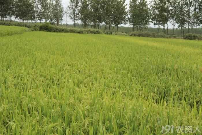 水稻旱直播技术视频精华整理：节水省工新农艺