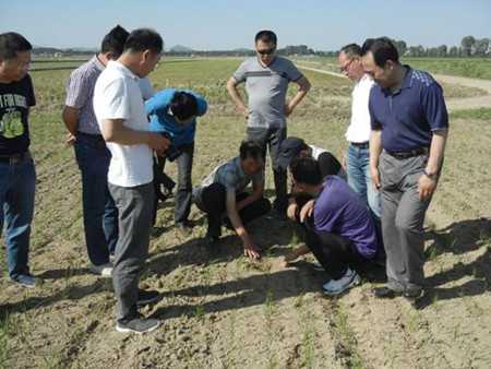 水稻旱直播技术视频精华整理：节水省工新农艺