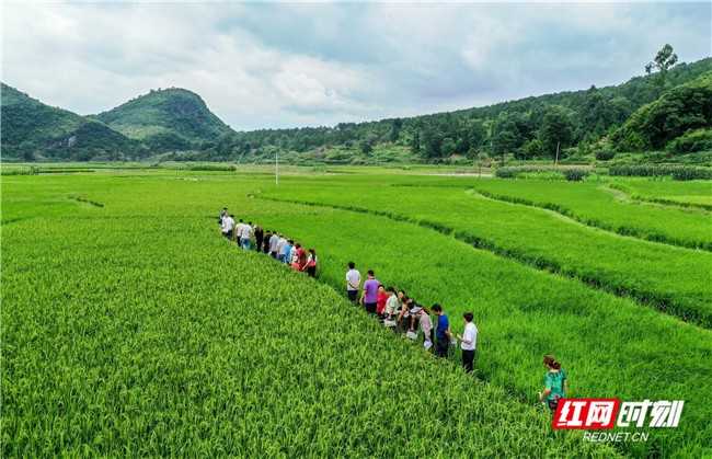永州农业技术真滴攒劲，让老乡们种田省心又赚钱