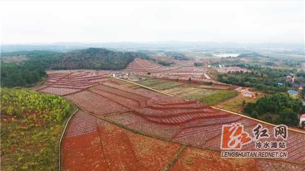 永州农业技术真滴攒劲，让老乡们种田省心又赚钱