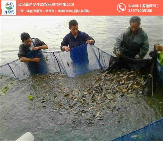 江城里头养泥鳅，水里捞金的门道与讲究