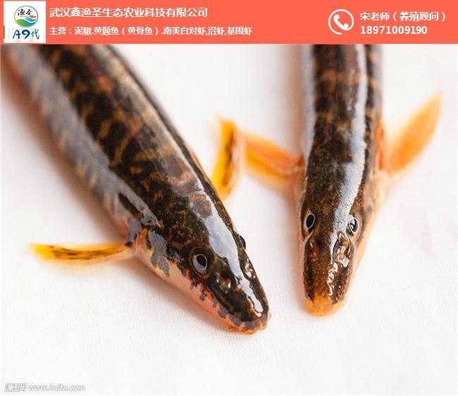 江城里头养泥鳅，水里捞金的门道与讲究