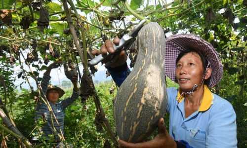 江永香芋种植有讲究，新技术让芋头增产三成还多！