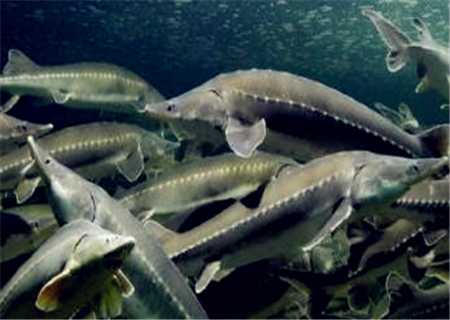 池塘增氧有门道，选对机器鱼欢跳