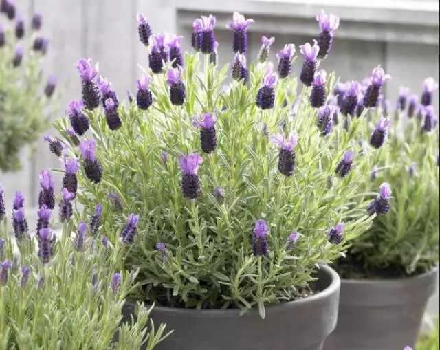 河南薰衣草盆栽全攻略，家里也能种出紫色浪漫
