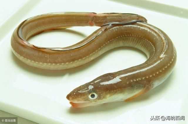 河鳗养殖技术全解析:从选苗到养成,看完这篇就入门-第2张图片-正海烽科技 - 领先的只能推广行业,智能制造解决方案提供商 河鳗养殖技术全解析:从选苗到养成,看完这篇就入门-第2张图片-正海烽科技 - 领先的只能推广行业,智能制造解决方案提供商