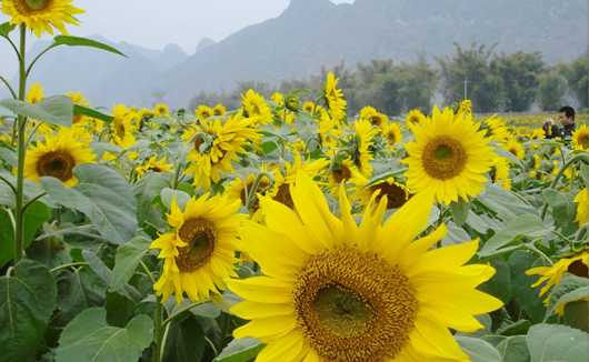 油葵栽培技术大全：老农教你种出满园金葵花