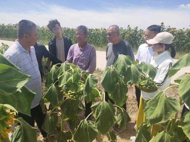 油葵栽培技术大全：老农教你种出满园金葵花