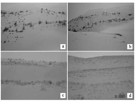 治沙采油两不误，覆膜技术显神通