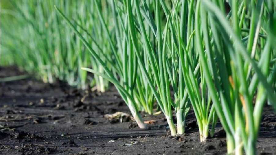 洋葱头的里三层外三层,咋就让你在网上成了“隐身人”-第1张图片-正海烽科技 - 领先的只能推广行业,智能制造解决方案提供商 洋葱头的里三层外三层,咋就让你在网上成了“隐身人”-第1张图片-正海烽科技 - 领先的只能推广行业,智能制造解决方案提供商