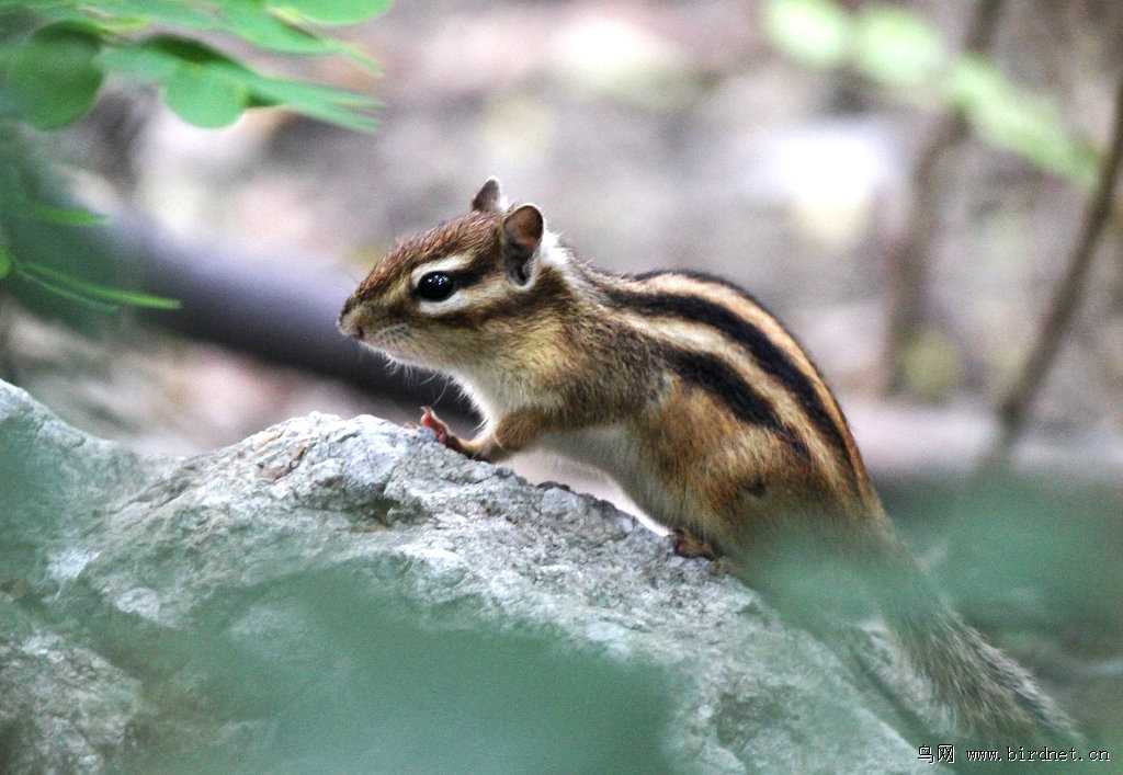 洛阳松鼠AI教育到底靠谱不？听听本地家长咋说滴