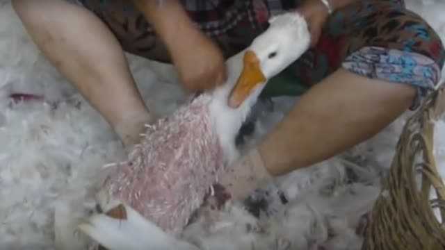 活鹅拔毛技术的江湖秘籍-第2张图片-正海烽科技 - 领先的只能推广行业,智能制造解决方案提供商 活鹅拔毛技术的江湖秘籍-第2张图片-正海烽科技 - 领先的只能推广行业,智能制造解决方案提供商