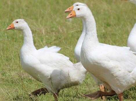 活鹅拔毛技术的江湖秘籍-第1张图片-正海烽科技 - 领先的只能推广行业,智能制造解决方案提供商 活鹅拔毛技术的江湖秘籍-第1张图片-正海烽科技 - 领先的只能推广行业,智能制造解决方案提供商