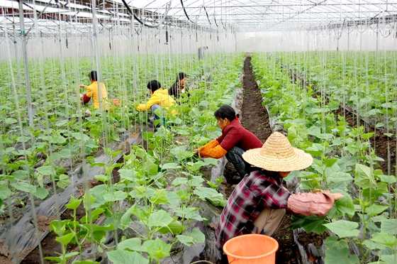 淮山浅栽技术：老农秘传省力招，丰收笑开颜