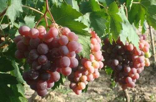 温室藤稔葡萄管理经 从修剪到采收的精细活计