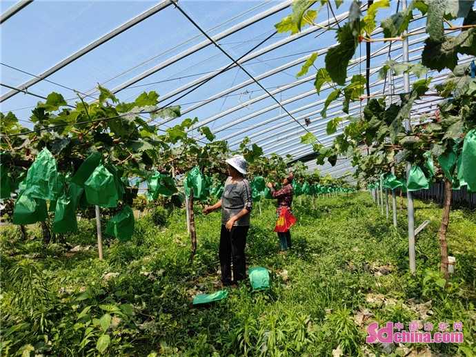 温室藤稔葡萄管理经 从修剪到采收的精细活计