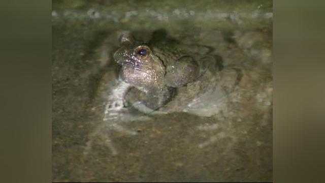 湖南大山里的石蛙经,好水好技术养出金疙瘩 湖南大山里的石蛙经,好水好技术养出金疙瘩
